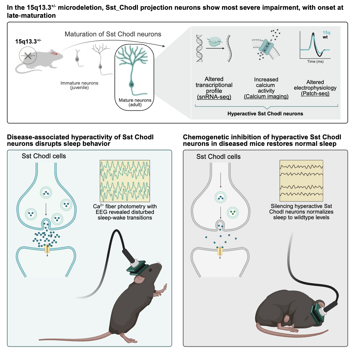 Schematic scientific figure illustrating how Sst-Chodl projection neurons are selectively impaired in a 15q13.3+/− schizophrenia mouse model and how this affects sleep.