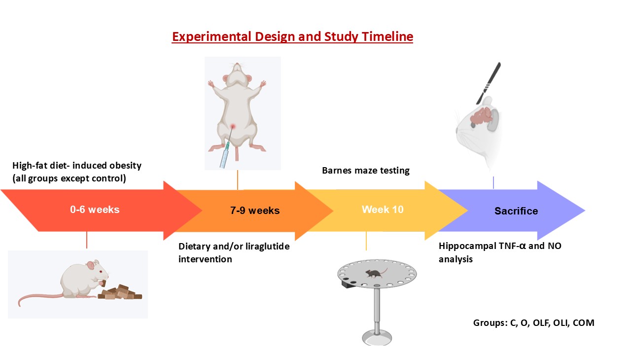 chematic illustration of the experimental design and study timeline showing high-fat diet–induced obesity, dietary and/or liraglutide intervention, Barnes maze testing, and hippocampal TNF-α and nitric oxide analysis in rats.