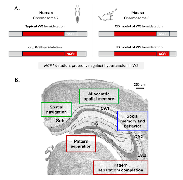 “A. Comparison of Williams syndrome hemideletions in humans and in two mouse models. B. Coronal brain section showing major hippocampal regions and their associated functions.”