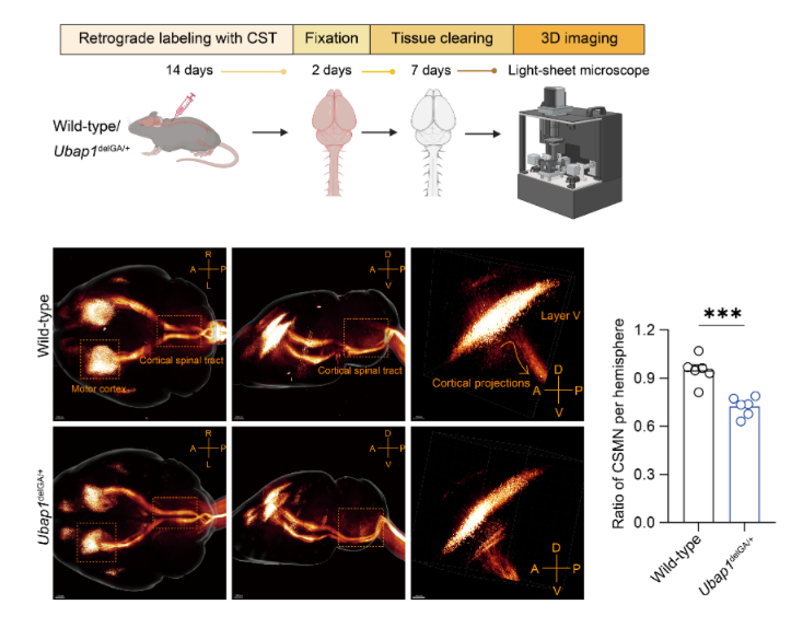 Anatomical characterization of the corticospinal tract (CST) in wild-type (WT) and Ubap1delGA/+ mice. (Top) Schematic representation of CST labeling. (Bottom) Dorsal and lateral views of 3D CST reconstructions from 7-month-old WT and mutant mice (n=3 per group). *** (p<0.001) vs. WT.