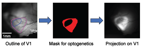Pictures of patterned-optogeneticss