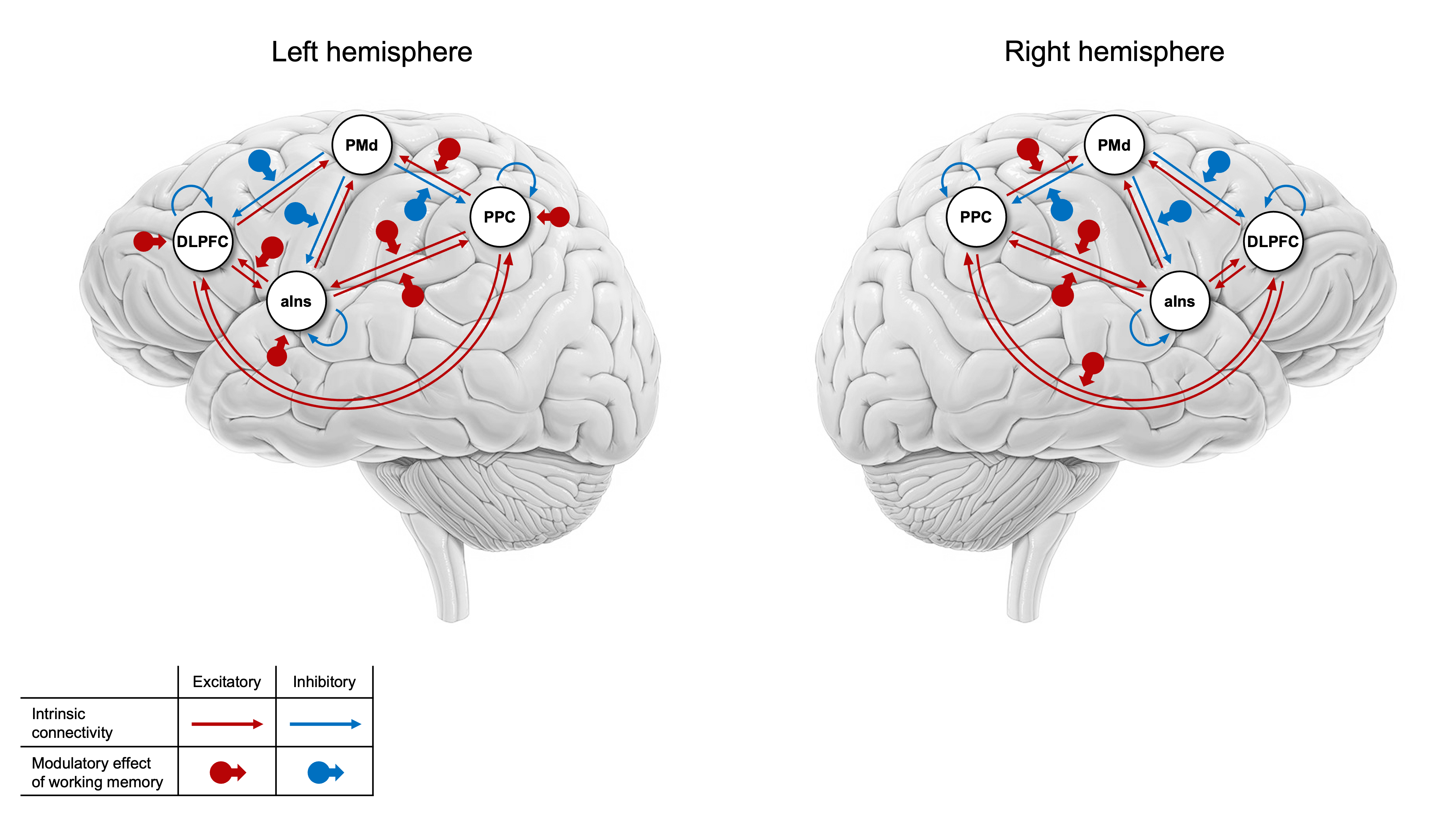 Schematic representation of the four-node network—DLPFC, PMd, aIns, and PPC—in the left and right hemispheres. Solid lines indicate intrinsic connectivity (Matrix A) during the 0-back condition, with red representing excitatory and blue representing inhibitory links. The circular icons with arrows indicate significant modulatory effects of the 2-back task (Matrix B) on specific connections (red for greater excitation, blue for greater inhibition). Icons placed directly on the nodes represent the direct influence of exogenous driving inputs (Matrix C) during the 2-back task.
