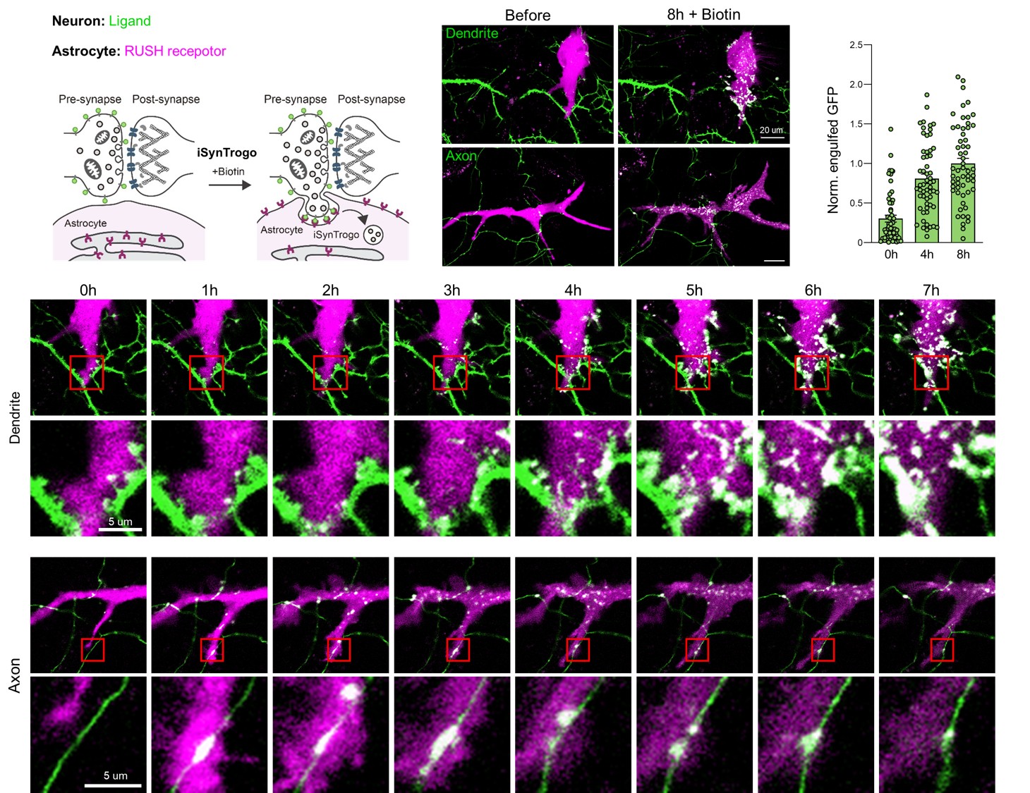 Timelapse images showing biotin-dependent trogocytosis by astrocytes expressing receptors for the ligand of the culture neuron, based on iSynTrogo schematics.