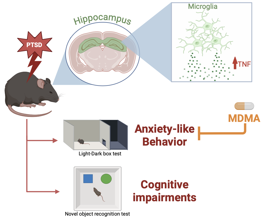Schematic diagram showing a rodent model of PTSD in which trauma exposure leads to increased microglial TNF production in the hippocampus, resulting in anxiety-like behavior and cognitive impairments. MDMA treatment is depicted as reducing anxiety-like behavior.