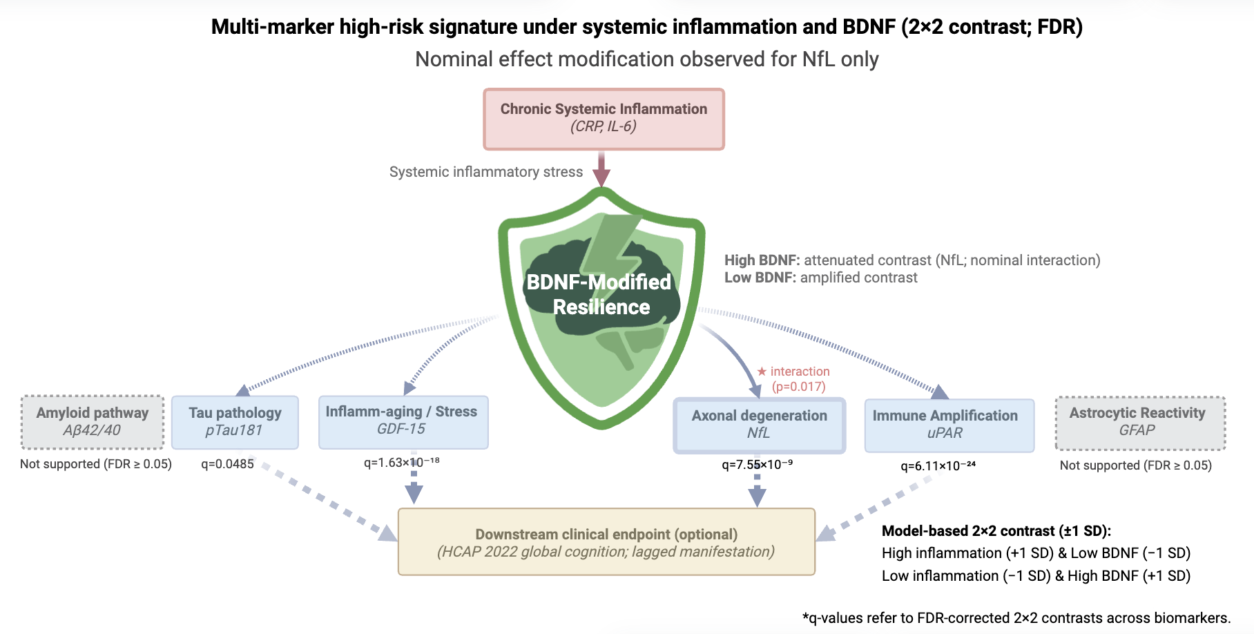Image showing chronic systemic inflammation (CRP and IL-6) feeding into a BDNF “resilience” gate and linking to six biomarker domains. A high-inflammation/low-BDNF profile shows higher pTau181, NfL, GDF-15 and uPAR (FDR-significant 2×2 contrasts), while Aβ42/40 and GFAP are not supported; NfL shows only nominal effect modification.