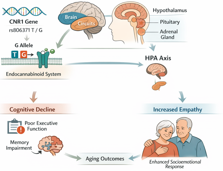 Diagram showing the CNR1 rs806371 polymorphism linking the endocannabinoid system to stress regulation, brain function, cognition, and empathy in older adults