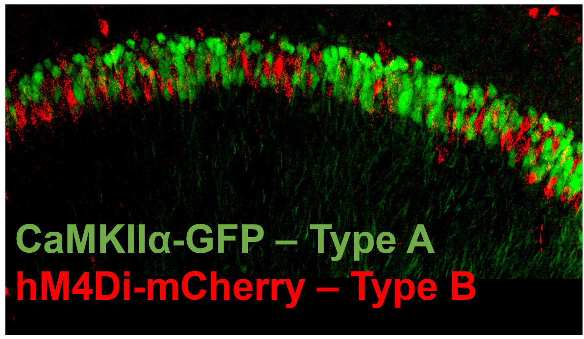 Confocal image showing two subtypes: Type A in green, marked by genetically expressed EGFP under CaMKIIα, and Type B in red, marked by virally expressed mCherry, showing a mosaic distribution in dorsal CA1.