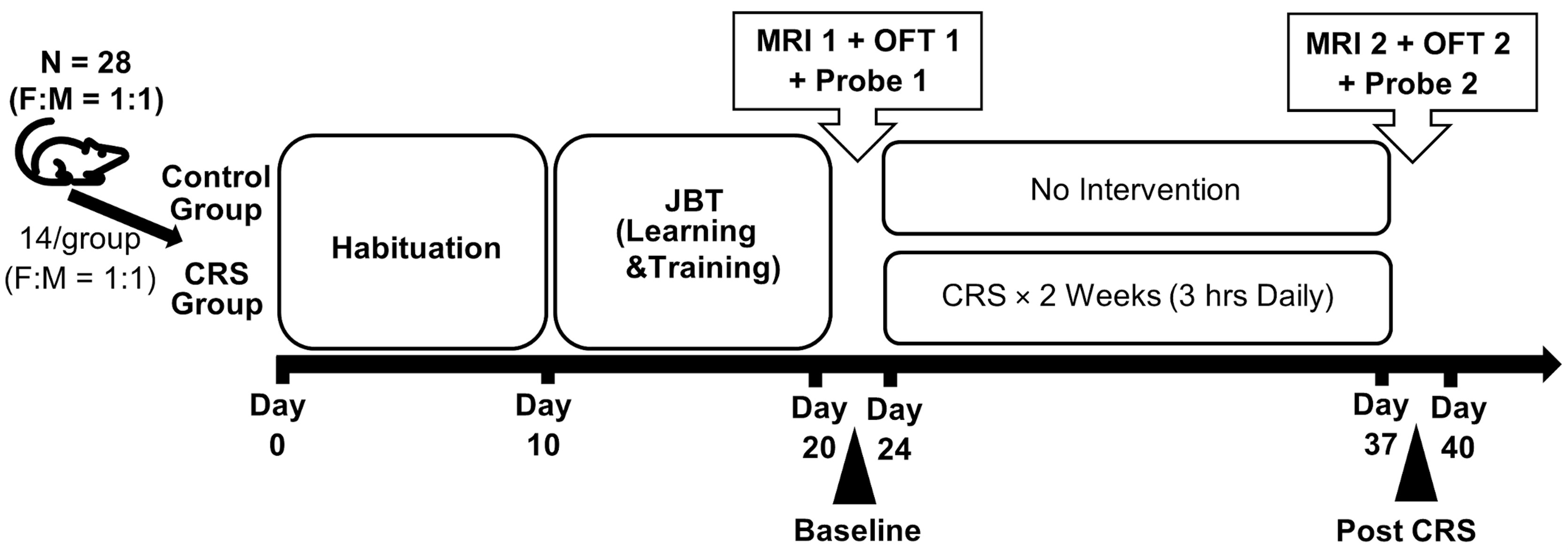 Figure 1. Study Design and Timeline. 28 Wistar rats (sex balanced; aged 5 weeks on arrival) were habituated to the new environment for nine days after their arrival and prior to experiments. All rats were trained on Judgement Bias Task (JBT), for up to nine days. Behavioural tests and MRI scan were conducted before and after 14 consecutive days of CRS. 