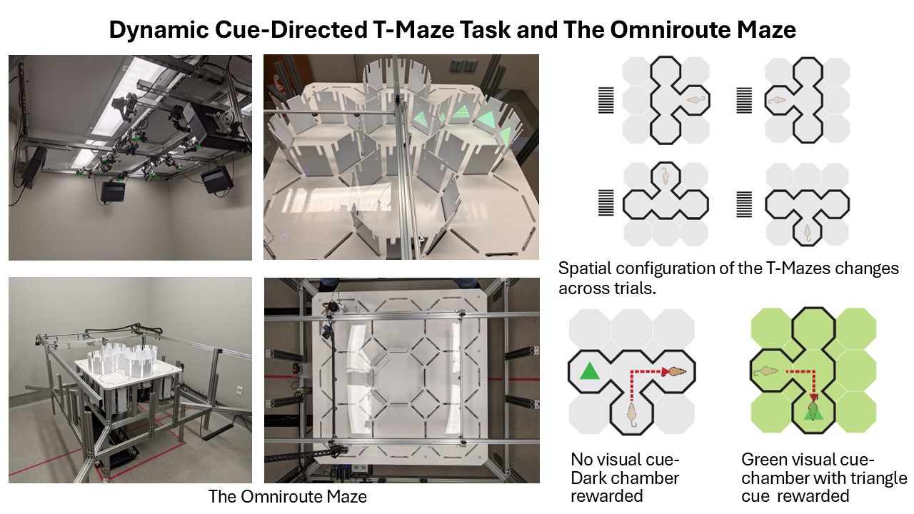 The image shows the custom-designed dynamic ‘Omniroute’ maze apparatus, which is a 3x3 grid of interconnected octagonal compartments with walls that can go up and down to produce dynamically changing configurations. The image also illustrates the DCT task described in the abstract. If there is a green visual cue at the onset of a trial the rats should go to the triangle cued chamber to get rewarded, if the green visual cue is not presented at the onset of the trial the rat should choose the dark chamber to get rewarded. 
