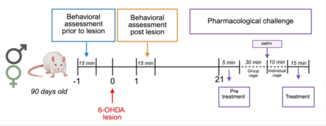 Experimental timeline. Schematic representation of the experimental design. Animals were submitted to the Open Field Test (OFT) one day prior to the lesion (day -1) and on post lesion days (PLD) 1 and 21. On day 0, stereotactic surgery was performed in which the animals were injected with the toxin or vehicle. On day 21, a different schematic timeline was applied for the pharmacological challenge with amphetamine (AMPH).