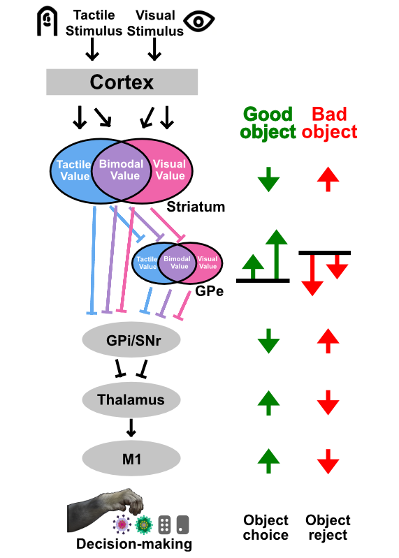 A schematic diagram of a putative flexible value circuit in the primate basal ganglia, illustrating how tactile and visual value information is processed to mediate decision-making. The flow begins with tactile and visual stimuli entering the cortex. From the cortex, information is sent to the striatum, which contains three functional clusters of neurons: tactile-selective, visual-selective, and bimodal value neurons.These striatal neurons send inhibitory GABAergic projections to the globus pallidus externa (GPe). Crucially, the GPe acts as an intermediate hub that sustains all three types of value signals—tactile, visual, and bimodal—in parallel form. The GPe then sends inhibitory GABAergic signals to the output nuclei, the globus pallidus interna (GPi) and substantia nigra pars reticulata (SNr). These output nuclei provide GABAergic inhibition to the thalamus. Finally, the thalamus sends excitatory glutamatergic projections to the primary motor cortex (M1) to execute behavior. The diagram illustrates two divergent functional pathways based on object value. For good objects, decreased striatal inhibition leads to increased GPe activity. This high GPe firing inhibits the GPi/SNr, which reduces the inhibitory GABAergic output to the thalamus. This disinhibition allows the thalamus to send excitatory glutamatergic signals to the M1, facilitating object choice. For bad objects, increased striatal inhibition leads to decreased GPe activity. Reduced GPe firing fails to inhibit the GPi/SNr, causing these output nuclei to send strong inhibitory GABAergic signals to the thalamus. This suppresses the thalamic and M1 activity, leading to object rejection.
