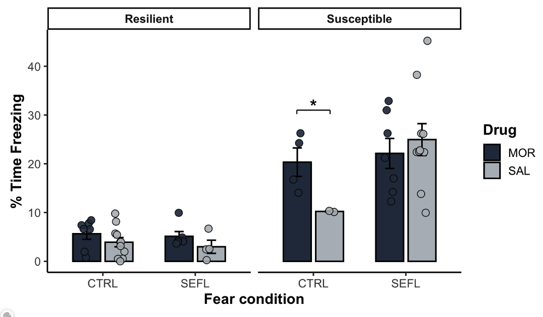 A bar graph depicting our main findings as described in the abstract. SEFL exposure significantly increased freezing in susceptible animals, while no fear behavior was observed in resilient animals. Morphine treatment significantly increased freezing in control animals, but had no effect following SEFL exposure.