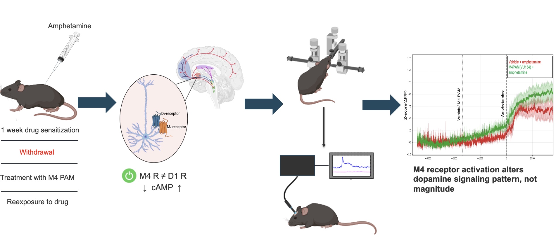 Mice are injected with amphetamine daily and then treated with a postive allosteric modulator of the muscarinic 4 receptor(M4 R). M4 receptors are in close proximity to dopamine 1 receptors on medium spiny neurons in the nucleus accumbens. Activation of the M4-receptor therefore opposes the activation of D1-receptors by using the same intracellular pathway of cAMP. To address, how M4 PAM affects dopamine, dopamine signalling is measured in real time with a genetically encoded dopamine sensor and fiber photometry. Preliminary fiber photometry recordings show that M4 receptor activation alters dopamine signaling pattern, not magnitude. 