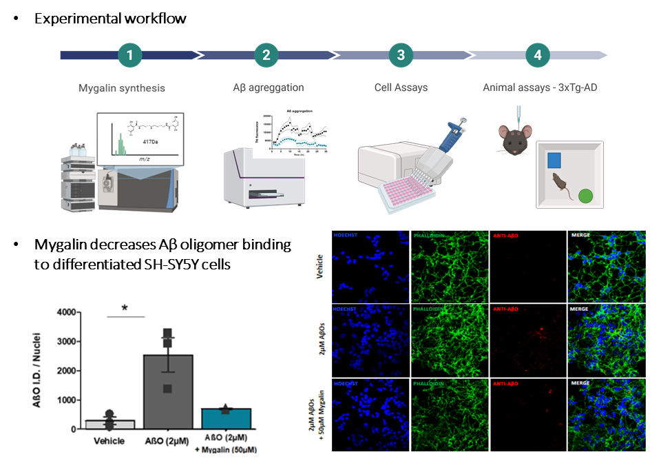 Multi-panel figure combining an experimental workflow and representative results. The top panel shows a stepwise schematic of the study design, including Mygalin synthesis; in vitro amyloid-β aggregation assays; cell-based assays; and animal experiments using a transgenic Alzheimer’s disease mouse model. The bottom panels display confocal fluorescence microscopy images of differentiated SH-SY5Y neuronal cells under three conditions: vehicle control, exposure to amyloid-β oligomers (2 μM), and co-treatment with amyloid-β oligomers plus Mygalin (50 μM). Cell nuclei are shown in blue, the actin cytoskeleton in green, and amyloid-β oligomers in red. Compared with amyloid-β oligomers alone, Mygalin treatment reduces oligomer binding. An adjacent bar graph quantifies this significant decrease.