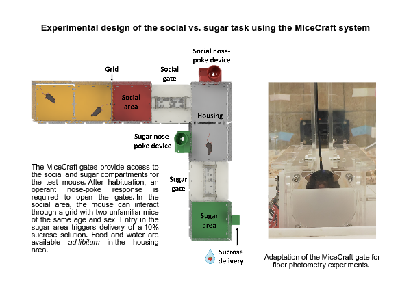 Experimental design of the social vs. sugar task using the MiceCraft system. Left: the MiceCraft setup showing gates providing access to a social area and a sugar area for the test mouse. Gate opening requires a nose-poke response. In the social area, the mouse can interact through a grid with two unfamiliar mice of the same age and sex. Entering the sugar area triggers delivery of 10% sucrose solution. Right : image of a tethered mice in an adapted MiceCraft gate.