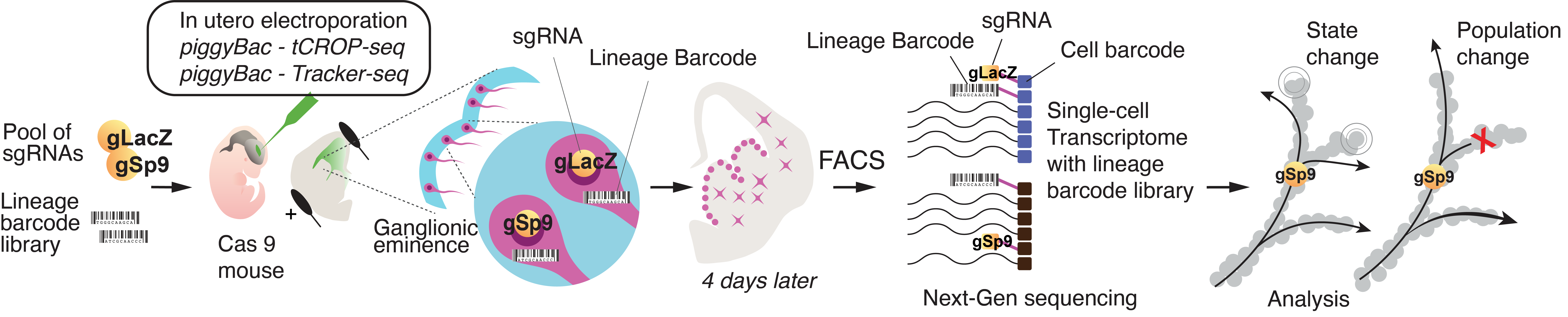 Experimental design of Sp9 perturbation in mouse GE. Electroporation of sgRNAs with TrackerSeq, single cell recovery of transcriptome, guide assignments, and lineage, and analysis to determine cellular state changes