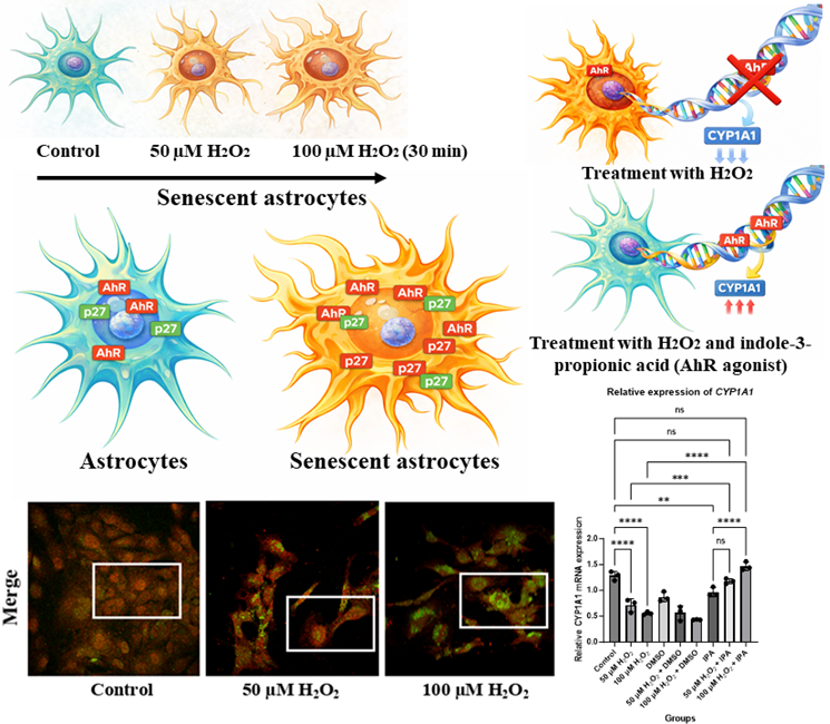 Schematic highlighting AhR cytoplasmic retention by p27^Kip1 in senescent astrocytes and its nuclear reactivation following IPA stimulation.