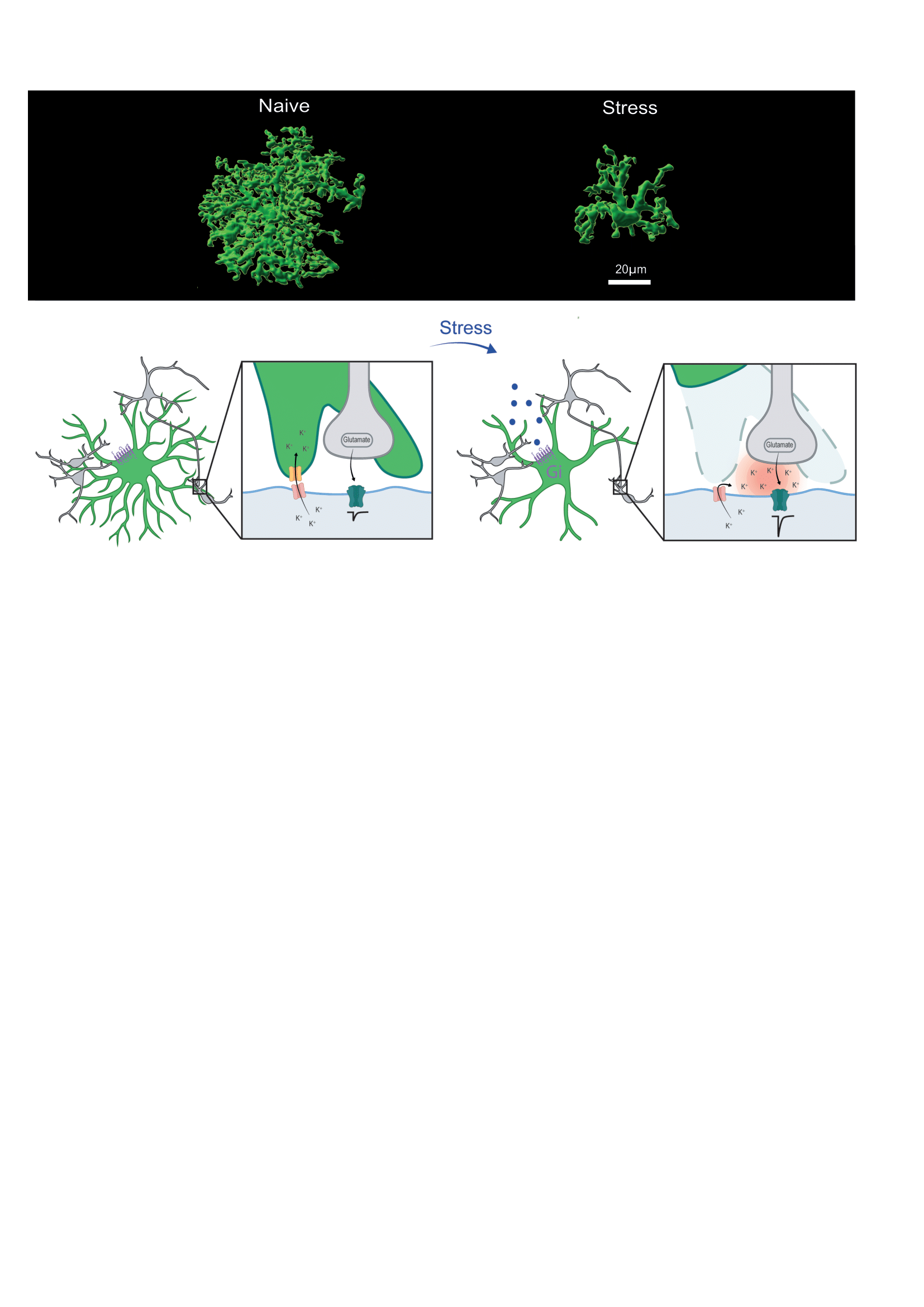 Top: 3D reconstruction of an astrocyte with GFP labelling. On the left, the astrocyte shows significant complexity under normal conditions. On the right, the astrocyte shows a loss of complexity under stress conditions. Bottom: General diagram of the project. Under normal conditions, the astrocyte present at the synapses recaptures potassium ions in order to balance ionic homeostasis, and the neurons have basal postsynaptic currents. After stress, the astrocyte is no longer present at the synapse and can no longer recapture potassium ions. The neurons therefore have post-synaptic currents with a greater amplitude.