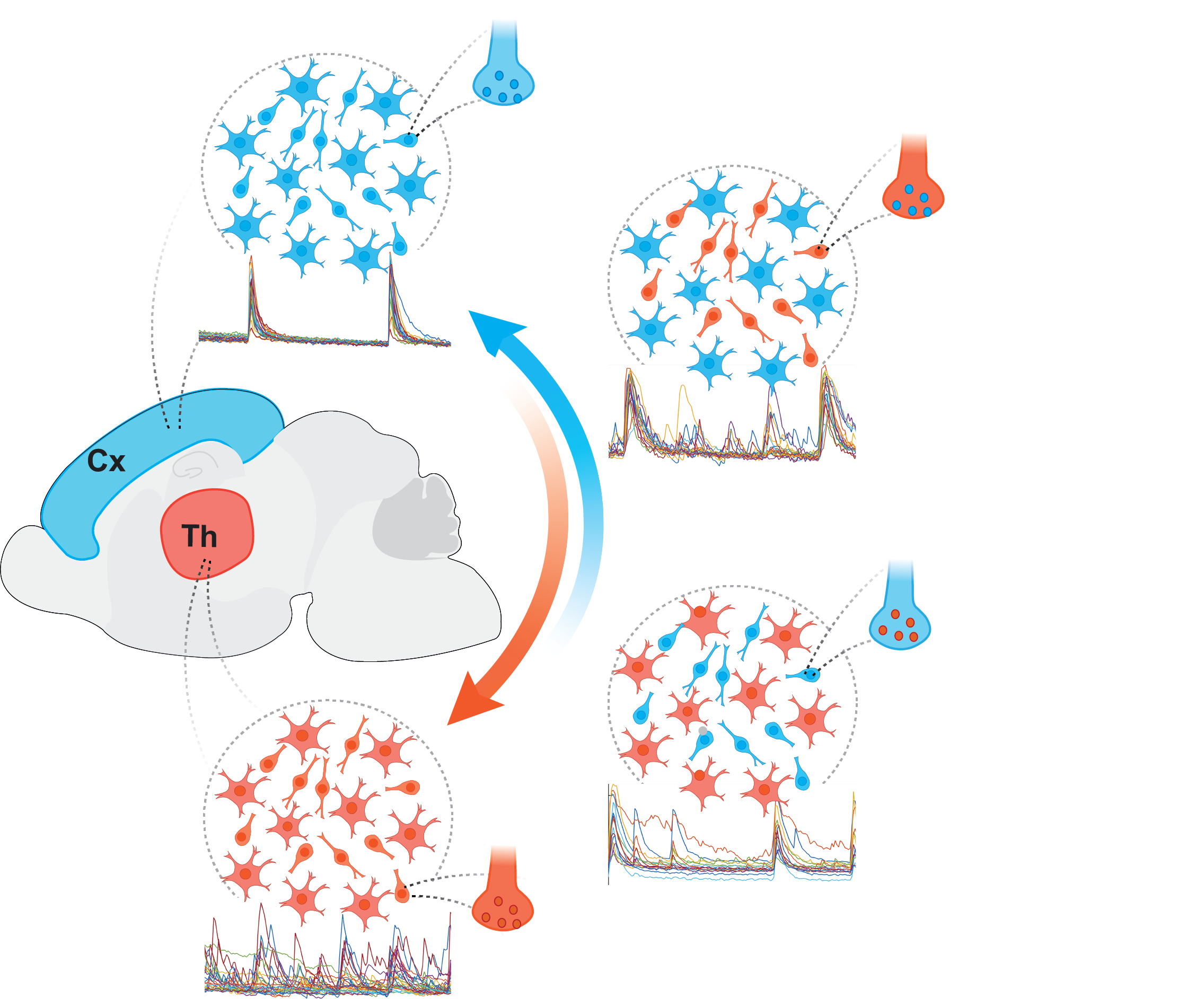 Schematic of region-specific neural cocultures of astrocytes and neurons
