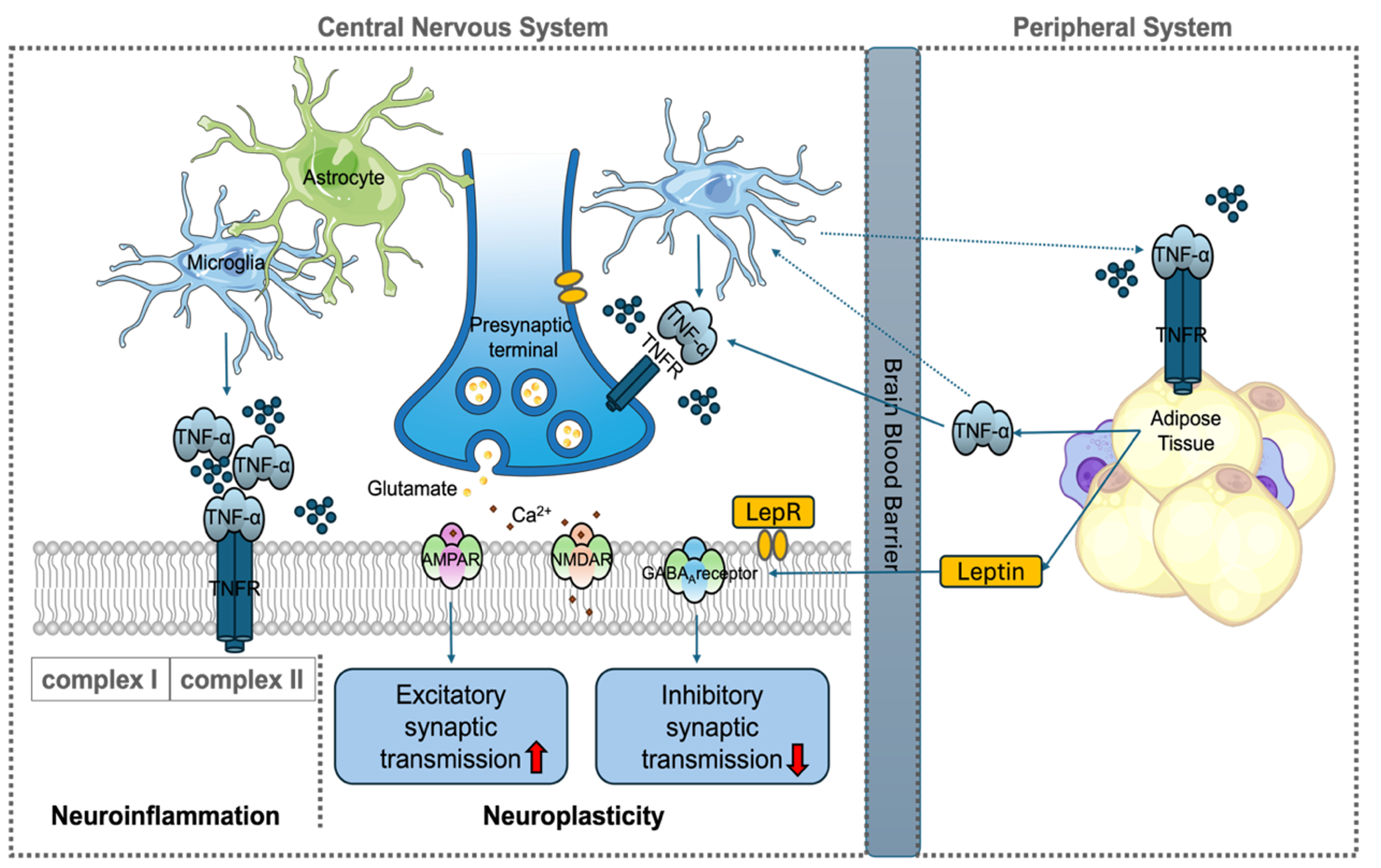 The Dual Role of Tumor Necrosis Factor-α in Pro-inflammatory Responses and Synaptic Plasticity.