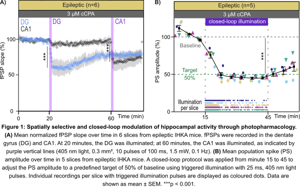 Figure 1: Spatially selective and closed-loop modulation of hippocampal activity through photopharmacology. (A) Mean normalized fPSP slope over time in 6 slices from epileptic IHKA mice. fPSPs were recorded in the dentate gyrus (DG) and CA1. At 20 minutes, the DG was illuminated; at 60 minutes, the CA1 was illuminated, as indicated by purple vertical lines (405 nm light, 0.3 mm², 10 pulses of 100 ms, 1.5 mW, 0.1 Hz). (B) Mean population spike (PS) amplitude over time in 5 slices from epileptic IHKA mice. A closed-loop protocol was applied from minute 15 to 45 to adjust the PS amplitude to a predefined target of 50% of baseline using triggered illumination with 25 ms, 405 nm light pulses. Individual recordings per slice with triggered illumination pulses are displayed as coloured dots. Data are shown as mean ± SEM. ***p < 0.001.