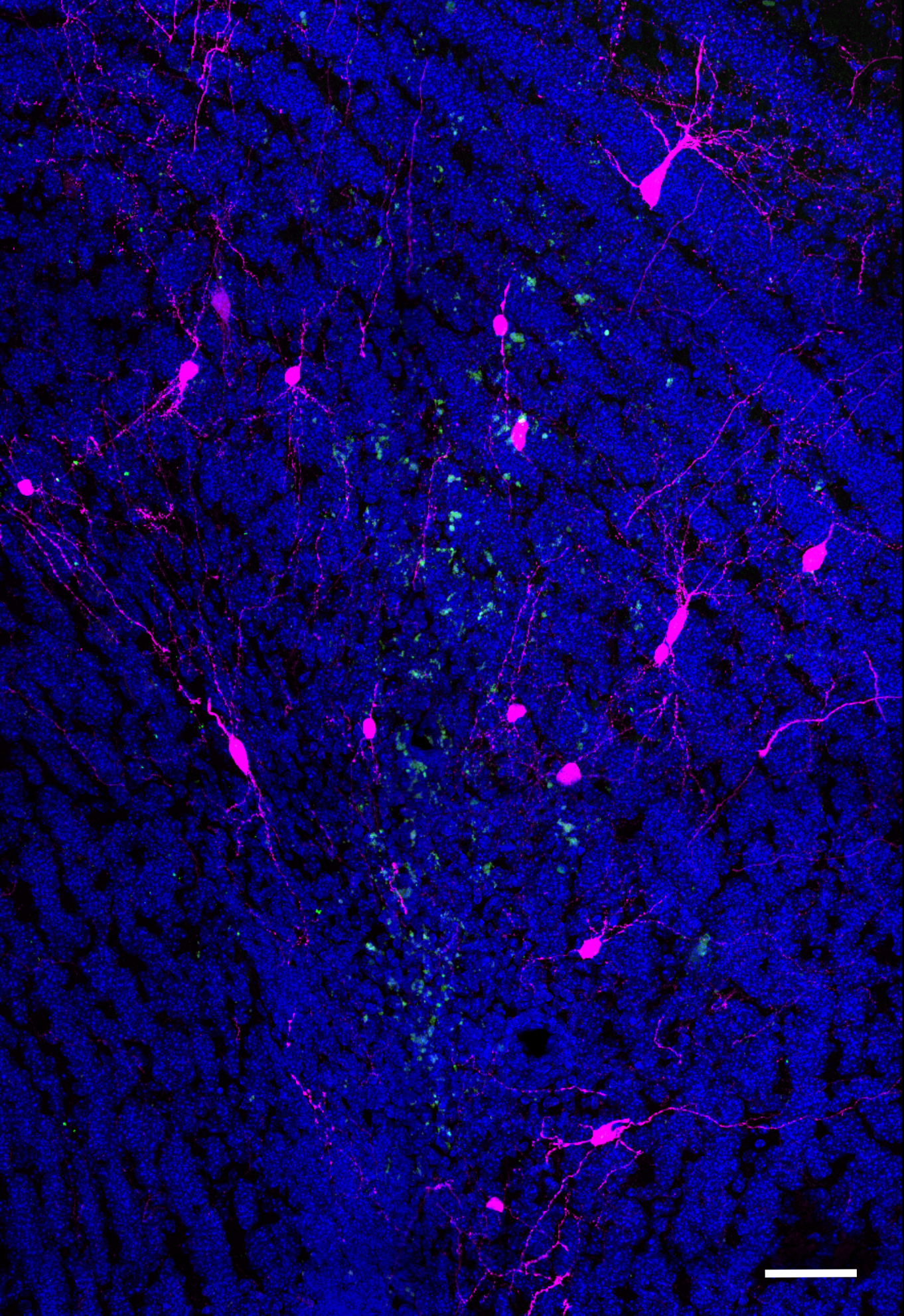 Confocal image of a mouse olfactory bulb section showing NG2-glia and connected neurons: NG2-glia labeled by viral tracers (green helper, magenta retrograde tracer), neurons synaptically connected to NG2-glia marked in magenta, and cell nuclei stained with DAPI (blue). Scale bar: 50 µm.