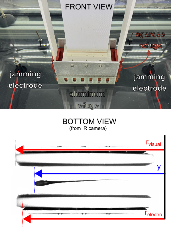 Front and bottom views of a dual-refuge experimental setup for weakly electric fish. The top panel shows an agarose inner refuge inside an aluminum outer refuge, with jamming electrodes positioned on both sides. The bottom panel shows infrared camera images from below, illustrating the relative positions of the visual refuge, electrosensory refuge, and fish along a single horizontal axis.