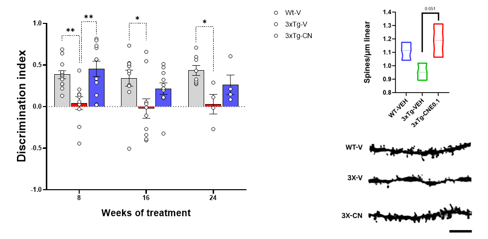CNEURO-201 (0.1 mg/kg, 24 weeks) delays spatial memory decline in female 3xTg mice and preserves CA1 dendritic spine density compared with vehicle-treated 3xTg mice.