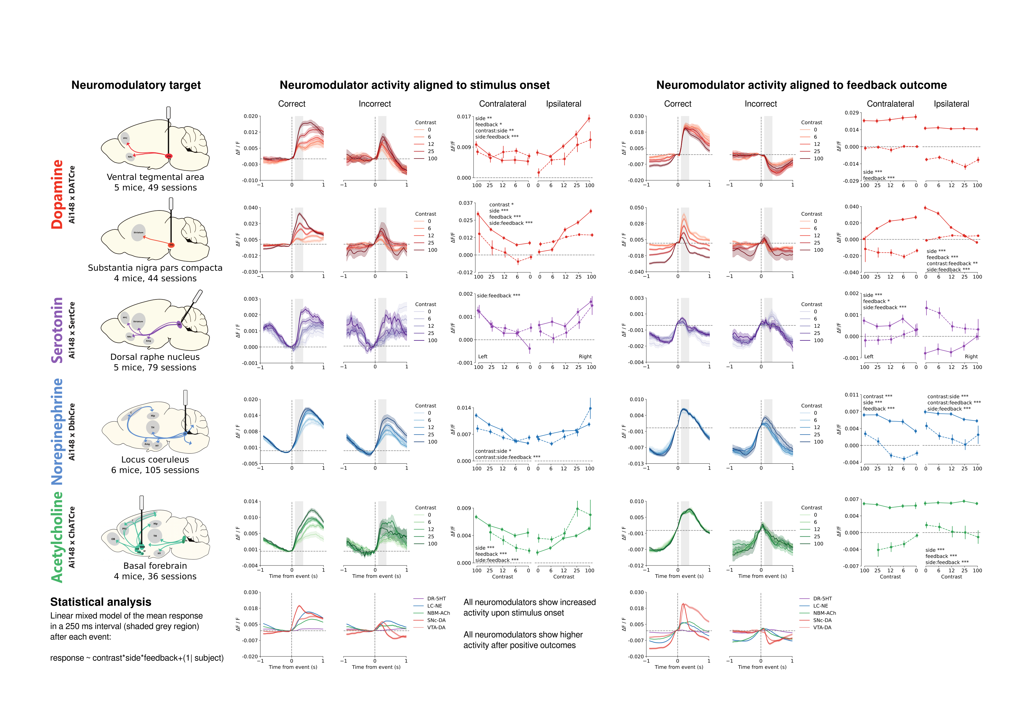 Multi-panel figure showing fiber photometry recordings from five neuromodulatory brain regions in mice during a behavioral task. The figure is organized in rows by brain region (color-coded): dopamine from ventral tegmental area (red) and substantia nigra pars compacta (red), serotonin from dorsal raphe nucleus (purple), norepinephrine from locus coeruleus (blue), and acetylcholine from basal forebrain (green). Each row contains brain diagrams showing recording locations, followed by activity traces aligned to stimulus onset (left columns) and feedback outcome (right columns). Traces show neural activity (delta F/F) over time for different stimulus contrasts and trial outcomes. Line plots on the right show mean responses across contrast levels, comparing correct versus incorrect trials and contralateral versus ipsilateral stimuli. Statistical results from linear mixed models are displayed, showing significant effects of side, feedback, and contrast on neural responses. Key findings highlighted at bottom: all neuromodulators show increased activity upon stimulus onset and higher activity after positive outcomes. Data represents 4-6 mice per region across 36-105 recording sessions.