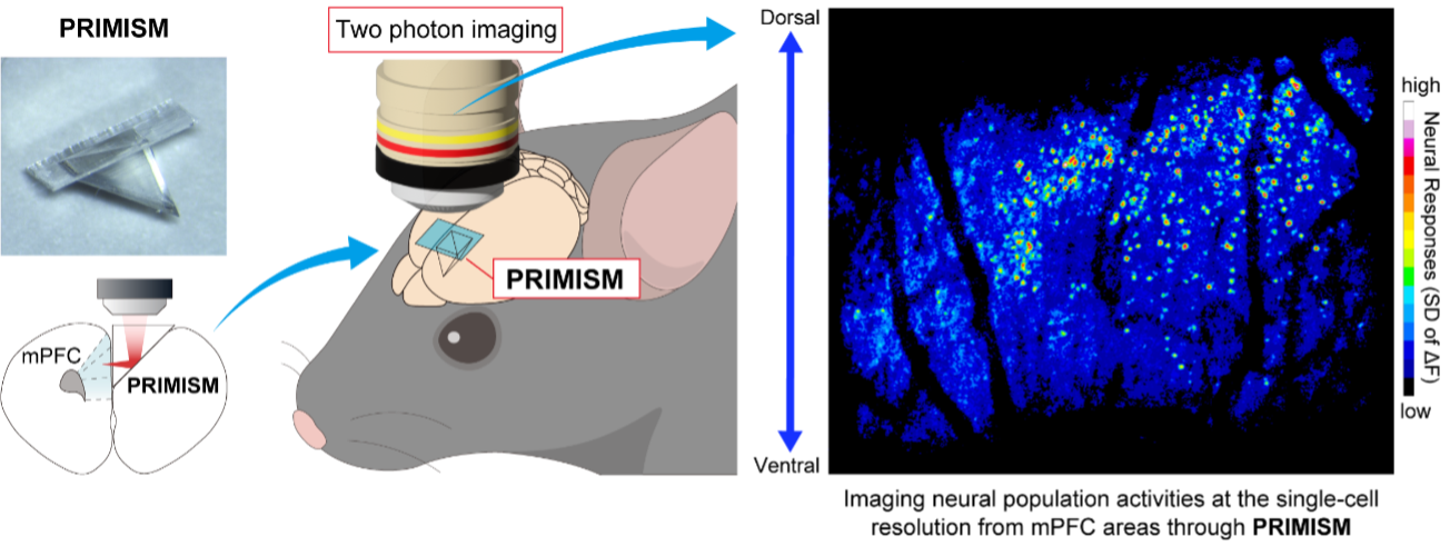 We developed a microprism interface, named PRIMISM, with a refractive index matched to that of brain tissue, enabling in vivo deep-brain wide-field imaging at submicrometer resolution. PRIMISM enables imaging of fine dendritic structure and neural population activity at depths exceeding 1 mm in the medial prefrontal cortex of awake mice.