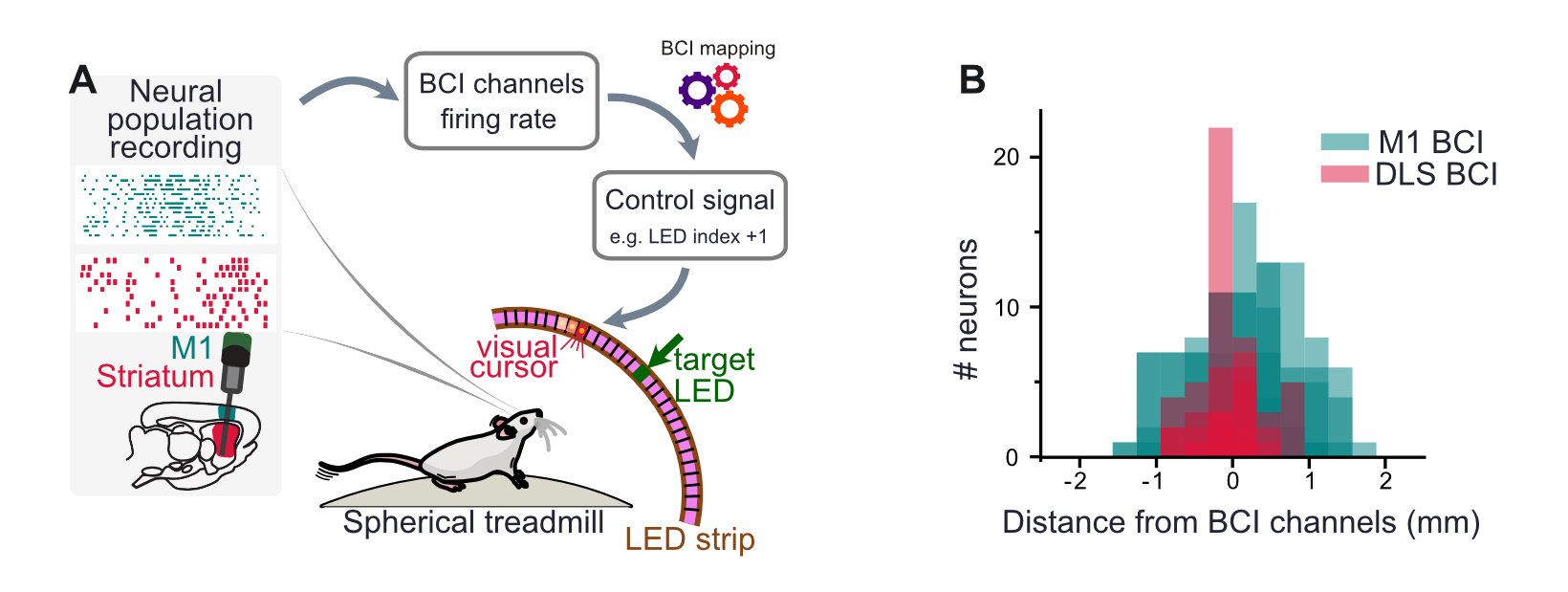 Brain-computer interface paradigm shows different constraints on cortical and striatal activity. Panel A, experimental paradigm. Neural population activity is recorded from M1 and the Striatum in head-fixed mice on a spherical treadmill. The firing rate of the selected BCI channels will be mapped into a control signal that moves a visual cursor towards the target LED when there is an increase in the firing rate. Panel B, distribution of the neurons whose activity increases together with the BCI channels as a function of the distance from them. Multiple sessions colour-coded by the location of the BCI channels (M1 or DLS). 