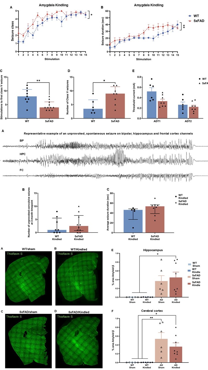 "Amygdala kindling–induced seizure severity, spontaneous seizure activity, and amyloid plaque burden in WT and 5xFAD mice."