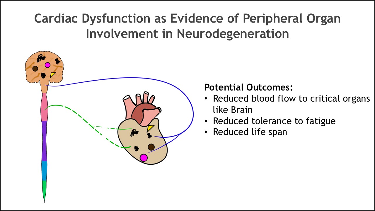Diagram illustrating brain–heart communication in neurodegeneration, showing cardiac dysfunction as a form of peripheral organ involvement and its potential consequences, including reduced blood flow to the brain, decreased fatigue tolerance, and shortened lifespan.