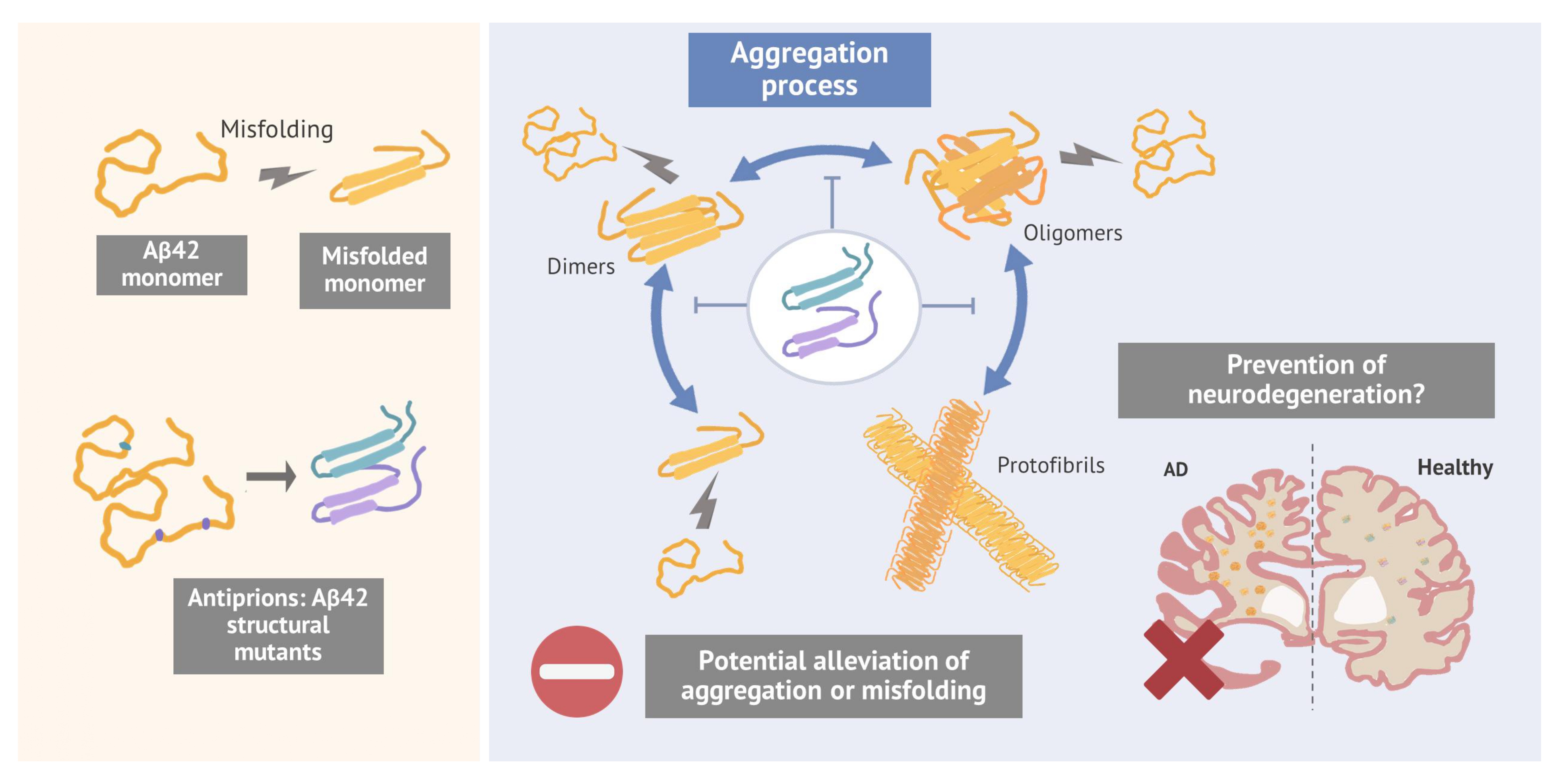 The schematic illustrates the two hallmarks of prion-like behavior: protein misfolding and subsequent aggregation. On the left, the transition of Aβ42 monomers into a misfolded conformation is contrasted with the development of "Antiprions" (structural mutants). Centrally, the diagram depicts the aggregation cycle, representing the initial and intermediate aggregate forms—such as dimers and oligomers—which exist in a reversible or interchanging state. The proposed strategy consists of introducing Antiprions to intercept this cycle; if successful, these mutants would alleviate the process at any of these critical points, hindering the formation of higher-order protofibrils. On the right, this molecular intervention is linked to the clinical goal of preventing pathological progression. This is illustrated by comparing an Alzheimer’s disease brain (showing neurodegeneration and aggregates) against a healthy or rescued brain, where these aggregates have been interfered with by the structural mutants.