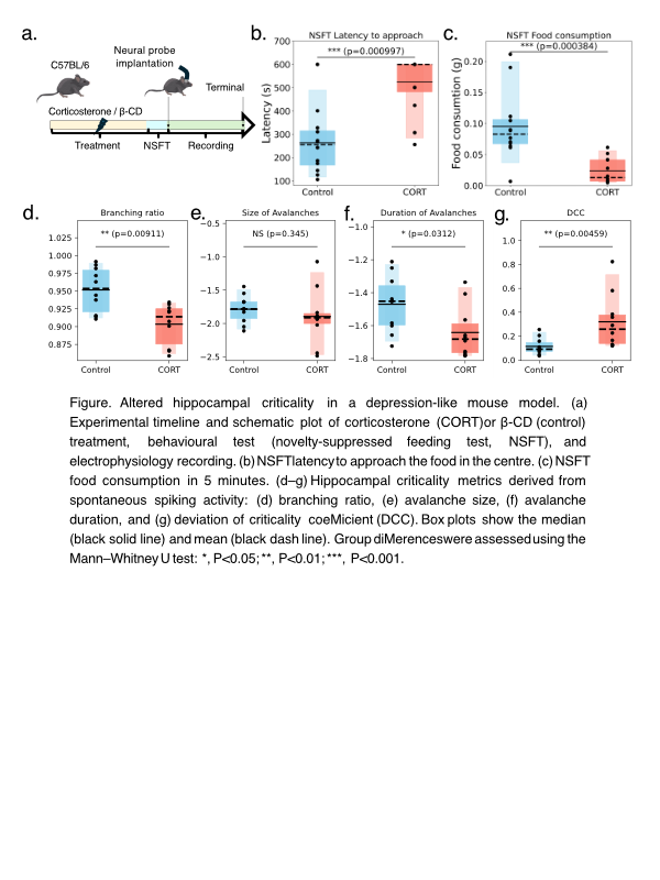 Figure. Altered hippocampal criticality in a depression-like mouse model. (a) Experimental timeline and schematic plot of corticosterone (CORT) or β-CD (control) treatment, behavioural test (novelty-suppressed feeding test, NSFT), and electrophysiology recording. (b) NSFT latency to approach the food in the centre. (c) NSFT food consumption in 5 minutes. (d–g) Hippocampal criticality metrics derived from spontaneous spiking activity: (d) branching ratio, (e) avalanche size, (f) avalanche duration, and (g) deviation of criticality coefficient (DCC). Box plots show the median (black solid line) and mean (black dash line). Group differences were assessed using the Mann–Whitney U test: *, P<0.05; **, P<0.01; ***, P<0.001.