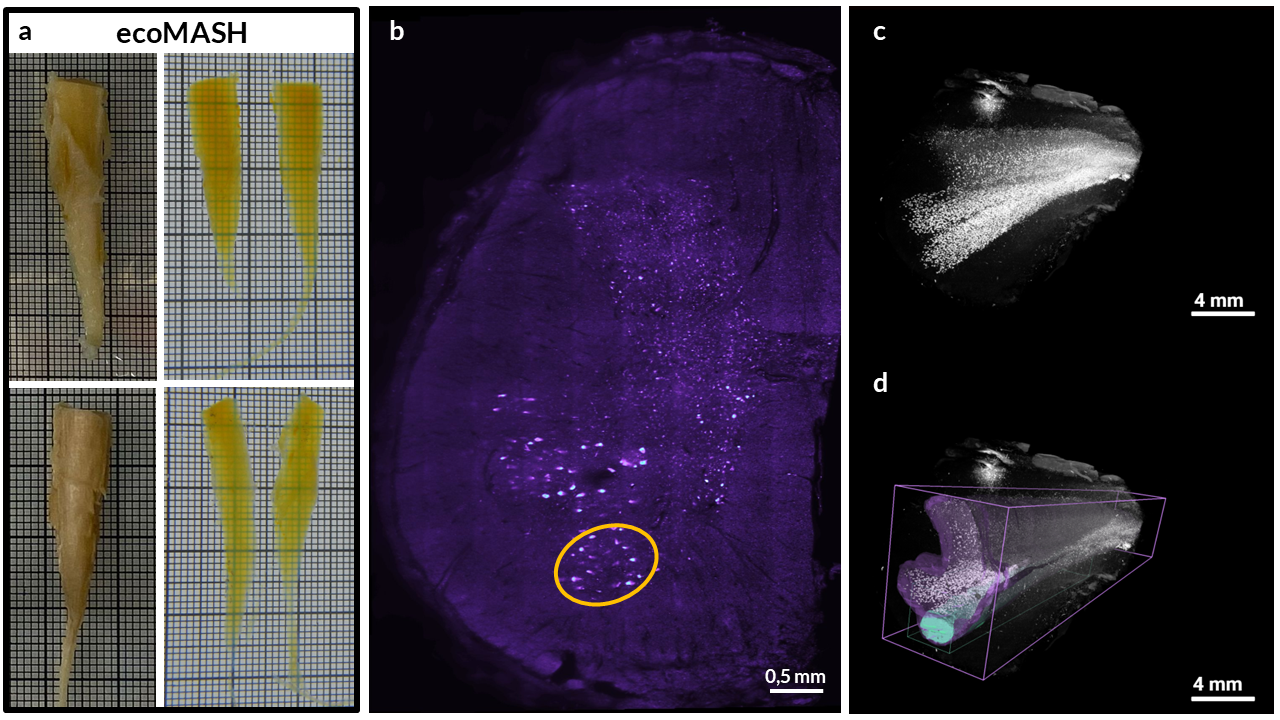 Figure 1: 3D histology of Onuf's nucleus in the human SSC. a) ecoMASH allows efficient clearing of highly myelinated, formalin-fixed human SSC samples while using less hazardous chemicals than other solvent-based approaches (grid: large squares = 1x1 cm). b) 2D plane of Nissl-stained 3D data with Onuf's nucleus highlighted in orange. c) and d) 3D rendering of dataset (greyscale) with segmented grey matter outline in purple and Onuf's nucleus segmentation in cyan (both in d).