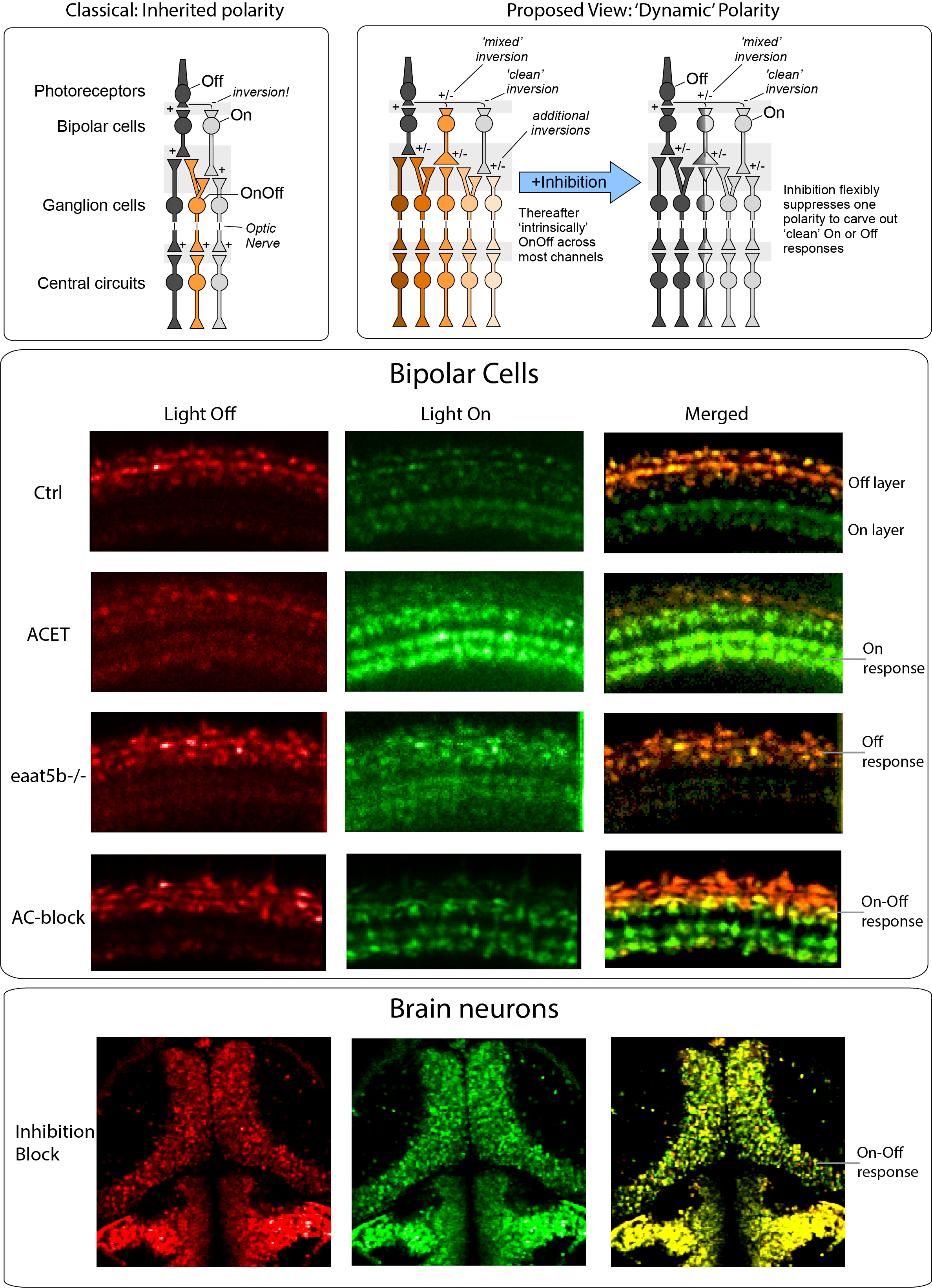 On–Off polarity in zebrafish vision is not fixed at the photoreceptor–bipolar synapse but arises dynamically through multiple sign inversions and context-dependent inhibition. Panel 1: Conceptual model The left schematic illustrates the classical view where photoreceptors drive distinct On or Off bipolar cells, which in turn feed ganglion and central neurons that inherit this segregated polarity. The right schematic proposes a dynamic polarity model in which many bipolar cells are intrinsically On–Off, additional inversions occur downstream, and inhibitory circuits selectively suppress one polarity to generate clean On or Off outputs when needed. Panel 2: Bipolar cell imaging The middle panels show population calcium signals in zebrafish bipolar cell terminals during light onset (red) and offset (green) under different manipulations. In control conditions, activity segregates into discrete On and Off layers, but blocking kainate receptors (ACET), removing EAAT5b, or pharmacologically blocking amacrine-cell inhibition unmasks widespread mixed On–Off responses within individual bipolar channels. Panel 3: Brain neuron imaging The lower panels display light-evoked activity in downstream brain regions, again separated into light-on (red) and light-off (green) components and their merge. When inhibition is blocked at retinal output and in central circuits, many brain neurons also become On–Off, revealing latent mixed-polarity signalling beyond the retina. Overall, the figure illustrates that On–Off coding is broadly latent across the visual pathway, and that apparently pure On or Off responses emerge through active inhibitory suppression of the opposite polarity at multiple processing stages.