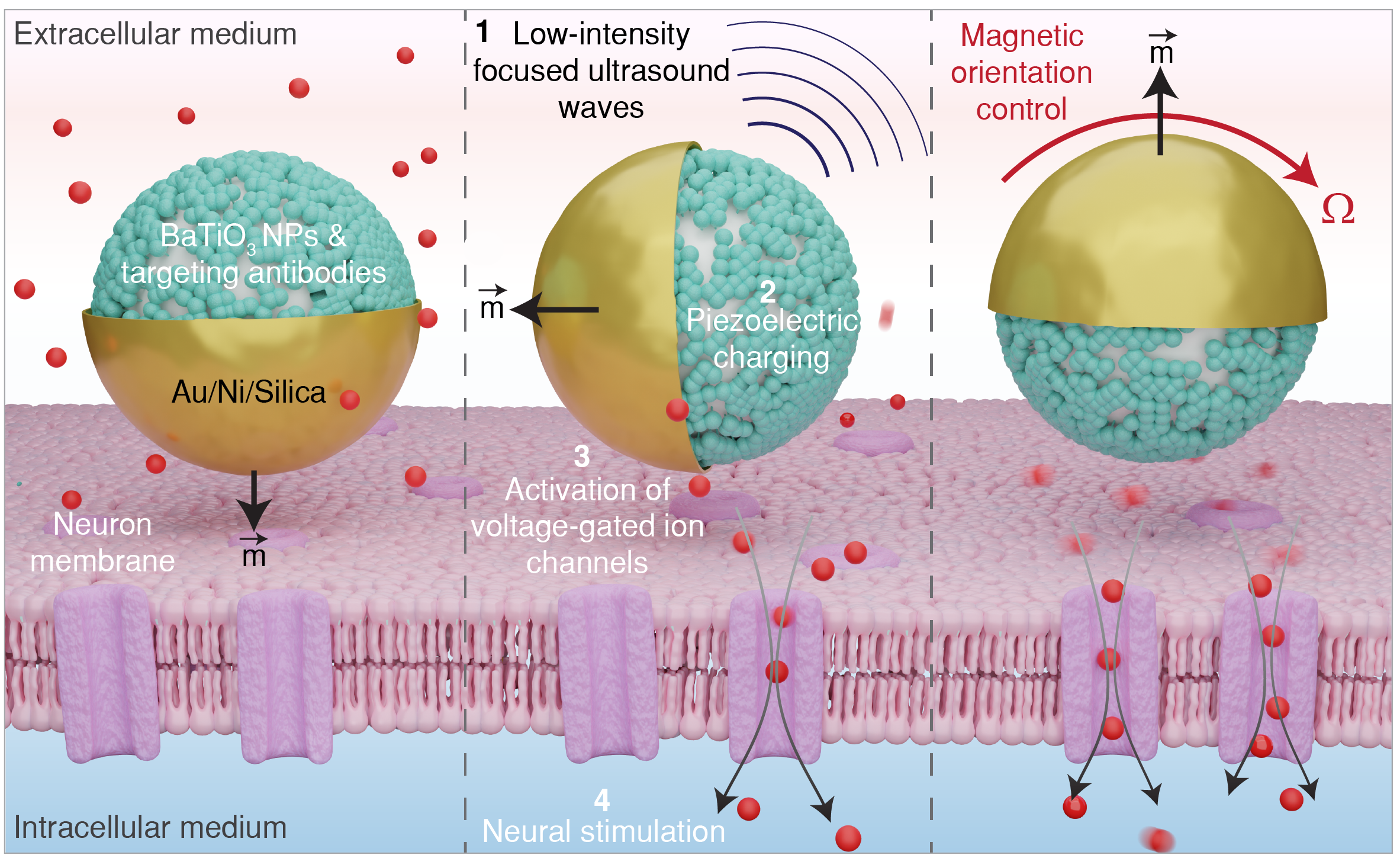 PEMPs under focused ultrasound (FUS) excitation activate primary neurons