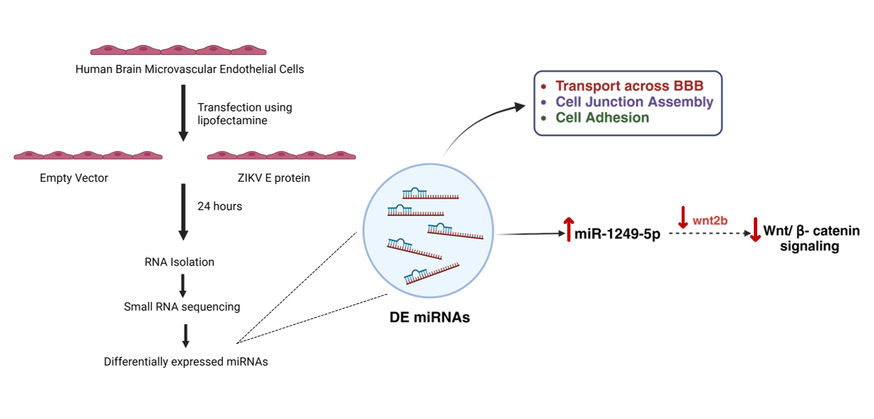 Graphical abstract depicts miRNA mediated brain endothelial dysregulation by Zika Virus 