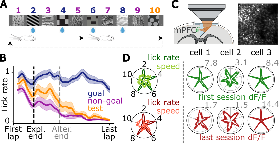 Figure. A. Schematic of the landmark sequence on the virtual corridor. B. Average lick rate by landmark type; dashed lines mark the end of exploration and alternation periods (mean ± s.e.m., n = 10 mice) C. Two-photon imaging setup using a prism implant in mPFC (left; adapted from Reinert, 2021, Nature) and example field of view during behaviour (right). D. Projections onto the circular task structure of average lick rate and speed (left), and neuronal activity from the same cells (right) in the first (top) and last (bottom) sessions; grey lines mark goal times; the maximum activity is in the top right of the neuronal activity plots.