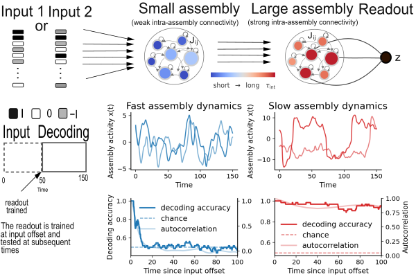 Inputs with distinct spatial patterns across neurons are presented in different trials and injected selectively into fast units of a recurrent network with clustered connectivity. Fast units exhibit rapidly fluctuating activity and short autocorrelation times, leading to chance-level decoding shortly after stimulus offset. In contrast, slow assemblies integrate fast-unit activity into slowly evolving baseline population signals, supporting reliable decoding over long delays