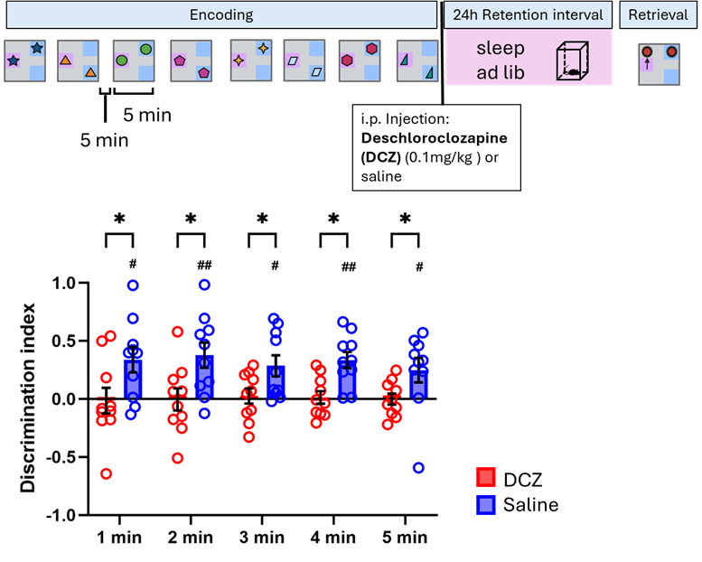 The first part of the picture depicts the timeline of the schema task used. This consisted of 8 trials, where animals were exposed to two objects in different locations. Across trials, one object remains stable and another switches position. After encoding, there is an injection of saline or deschlorozapine (DCZ), followed by 24 hours of sleep ad lib. Finally, there is the retrieval phase, where the stable object is now moved. On the second part of the picture, there is a graph depicting the discrimination index of the retrieval phase, where bars representing the saline group have a positive discrimination index and bars representing the DCZ group has a discrimination index of 0.