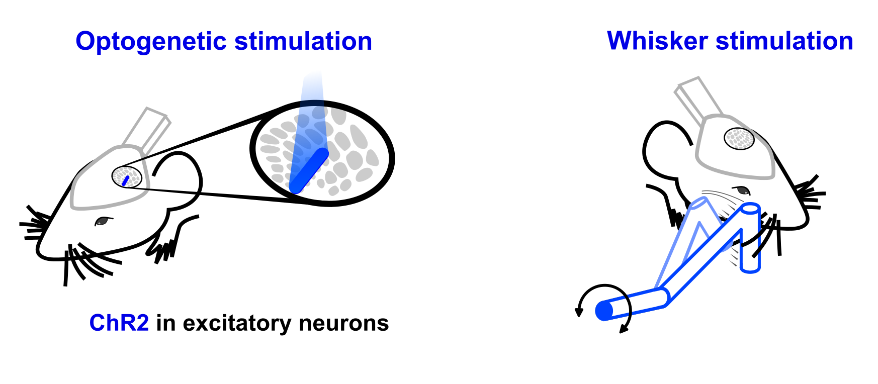 Left : Optogentic stimulation on the barrel cortex of a mouse. Right : Peripheral stimulation across the whiskers.