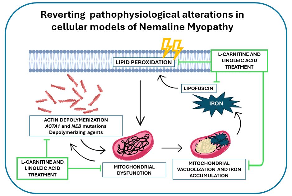 L-Carnitine and linoleic acid treatment revert pathophysiological alterations in cellular models of Nemaline Myopathy,m including mithochondrial dysfunction, iron accumulation and lipid peroxidation