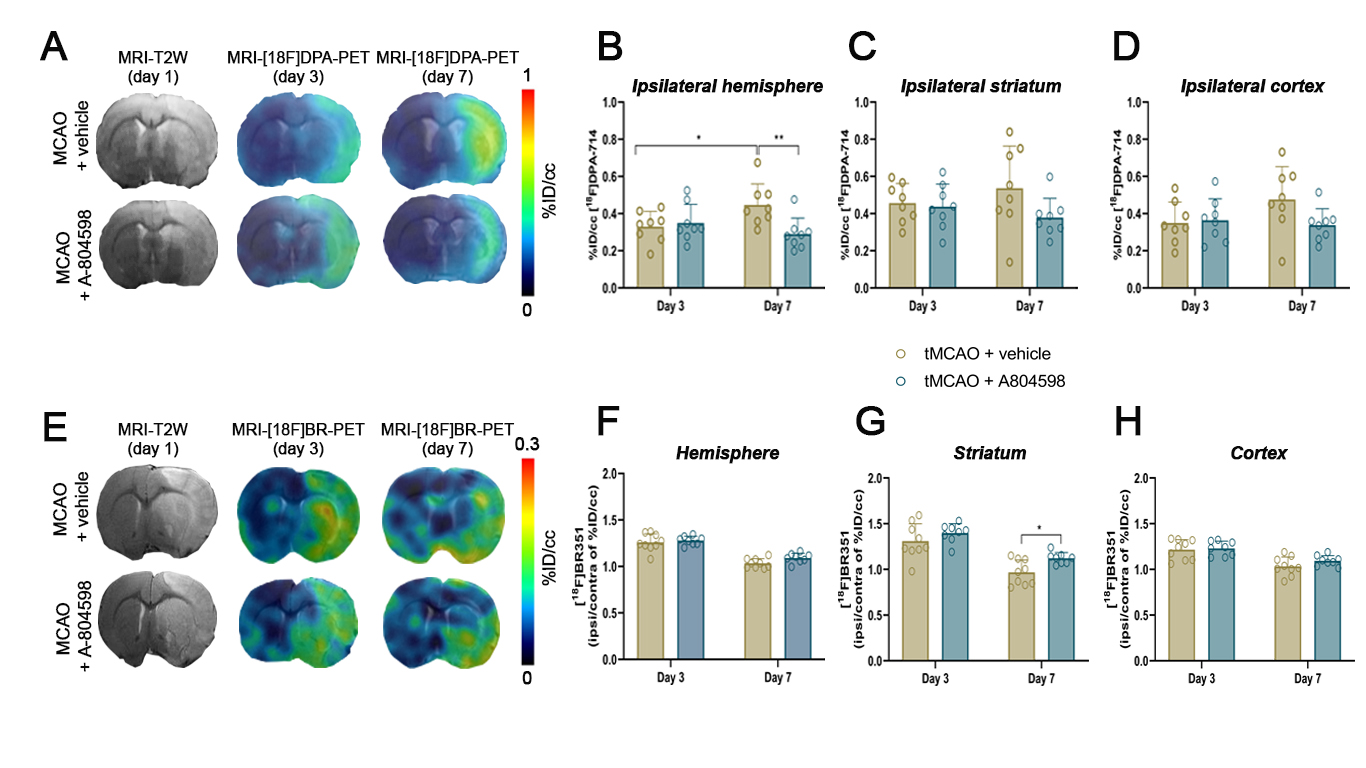 Figure 1. A: MRI and PET images of [¹⁸F]DPA-714 at days 1, 3, and 7 in vehicle- and treatment-administered rats. B-D: [¹⁸F]DPA-714 uptake in the ipsilateral hemisphere (B), striatum (C), and cortex (D). E: MRI and PET images of [¹⁸F]BR-351 at days 1, 3, and 7 in vehicle- and treatment- administered animals. F-H: [¹⁸F]BR-351 uptake in the hemisphere (F), striatum (G), and cortex (H).
