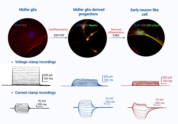 Morphological, molecular and electrophysiological features of Müller glial reprogramming.