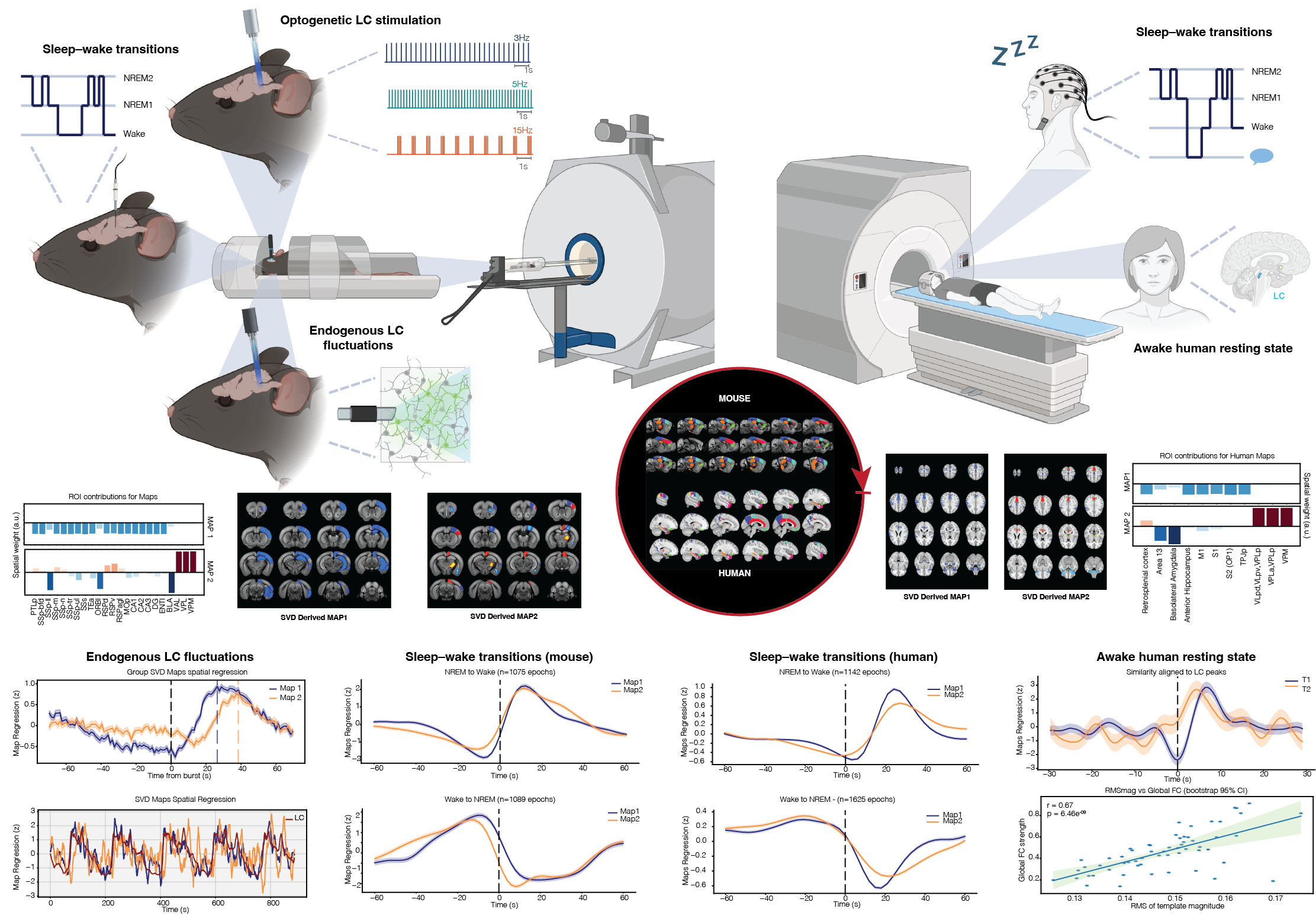 Top: Conceptual overview of the translational framework. An optogenetically defined LC fMRI signature is first derived under controlled LC stimulation in mice, then tracked during endogenous LC fluctuations under urethane anesthesia, during spontaneous sleep–wake transitions in mice, during polysomnography-defined sleep–wake transitions in humans, and during phasic LC events in awake human resting-state fMRI. Middle: Optogenetic LC stimulation in mice yields a low-dimensional, two-component LC signature extracted by SVD (MapLC1 and MapLC2), with corresponding ROI-wise weights (bar plots) and spatial maps (SVD-derived MapLC1/MapLC2). The signature is then transferred to humans using a cross-species homology mapping and expressed as homologous human-space maps. Bottom: Example readouts of LC-signature expression quantified by spatial regression (“map projection”) onto fMRI data. Left: During endogenous LC fluctuations under urethane anesthesia, MapLC1/MapLC2 expression tracks LC photometry and shows a stereotyped event-locked response around LC surges (time 0, dashed line). Middle-left: In mice, MapLC1/MapLC2 expression is systematically modulated across NREM→Wake and Wake→NREM transitions. Middle-right: In humans, the homologous LC maps show analogous modulation across sleep–wake transitions. Right: In awake human rest, LC-dominant bursts are accompanied by time-locked increases in LC-map expression; inter-individual differences in overall LC-signature expression strength (RMS magnitude across time) predict global functional connectivity strength (scatter; line indicates linear fit). Shaded bands indicate ±SEM where applicable; dashed vertical lines mark event onset.