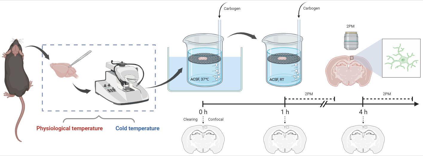 Experimental workflow schematic
