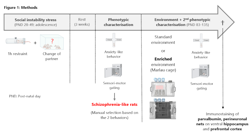 Rats were exposed to social instability stress during the adolescence (from postnatal day 28 to 49). This stress consisted of 1h restraint and a change of partner. The rats then had 3 weeks of rest, followed by phenotypic characterization using 2 behavioural tests: the elevated plus maze to assess anxiety-like behavior, and prepulse inhibition to assess sensori-motor gating. These 2 tests were used to select rats with a schizophrenia-like phenotype. The schizophrenia-like and control rats were exposed to a standard environment or an enriched environment (Marlau cage) for 3 weeks, after which their behaviors were reevaluated. Following these tests, immunostaining for parvalbumin and perineuronal nets was performed on the ventral hippocampus and prefrontal cortex.