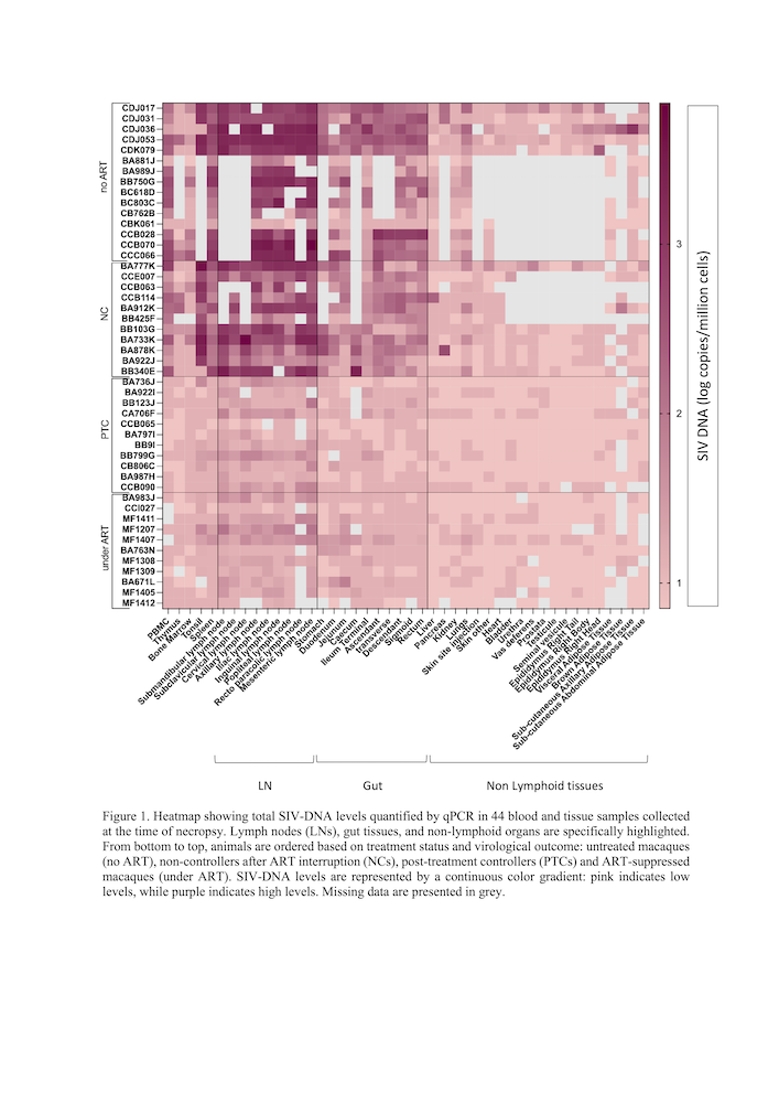 Figure 1. Heatmap showing total SIV-DNA levels quantified by qPCR in 44 blood and tissue samples collected at the time of necropsy. Lymph nodes (LNs), gut tissues, and non-lymphoid organs are specifically highlighted. From bottom to top, animals are ordered based on treatment status and virological outcome: untreated macaques (no ART), non-controllers after ART interruption (NCs), post-treatment controllers (PTCs) and ART-suppressed macaques (under ART). SIV-DNA levels are represented by a continuous color gradient: pink indicates low levels, while purple indicates high levels. Missing data are presented in grey.